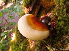 Ganoderma oregonense