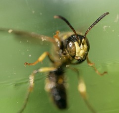 Cerceris atramontensis