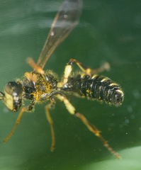 Cerceris atramontensis