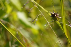Carex grayi