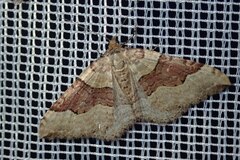 Xanthorhoe decoloraria