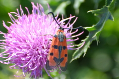 Zygaena laeta