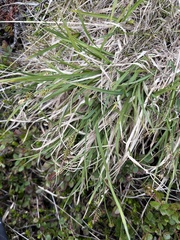 Carex stylosa