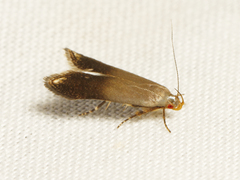 Anacampsis nonstrigella