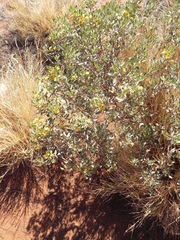 Senna artemisioides helmsii