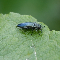 Agrilus viridis