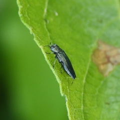 Agrilus viridis