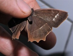 Taygetis tripunctata