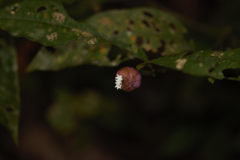 Palicourea apoda