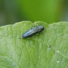 Agrilus viridis