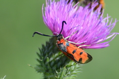 Zygaena laeta