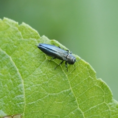 Agrilus viridis