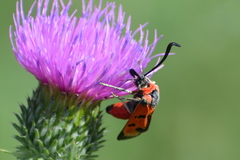 Zygaena laeta