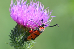 Zygaena laeta