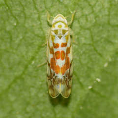 Typhlocyba quercus
