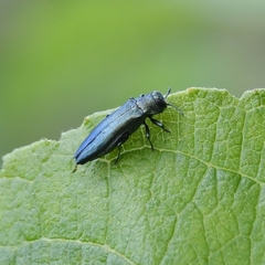 Agrilus viridis