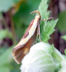 Harpella forficella