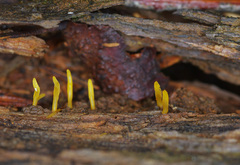 Calocera sinensis