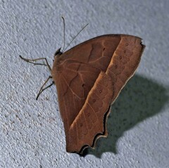 Taygetis tripunctata