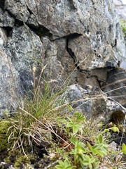 Luzula spicata
