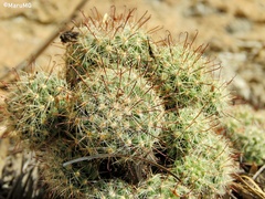 Mammillaria jaliscana