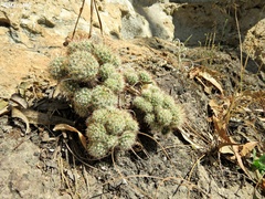 Mammillaria jaliscana