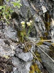 Poa glauca