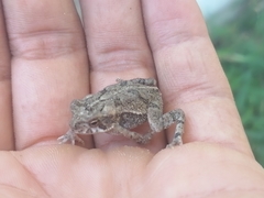 Incilius mazatlanensis