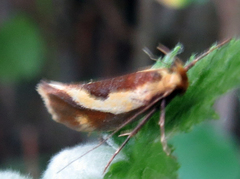Harpella forficella
