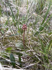 Pyrola minor