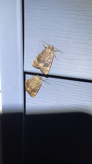 Amphipyra pyramidoides