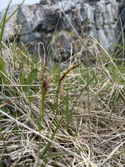 Luzula multiflora frigida