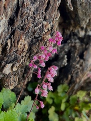 Heuchera pulchella