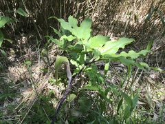 Arisaema iyoanum