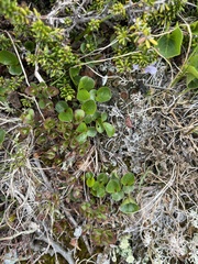 Salix herbacea