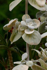 Petalidium englerianum