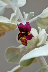 Petalidium englerianum