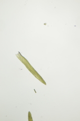 Gymnostomum aeruginosum