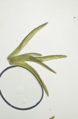 Gymnostomum aeruginosum