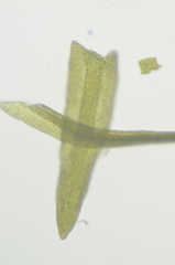 Gymnostomum aeruginosum