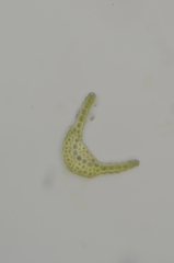 Gymnostomum aeruginosum