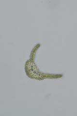 Gymnostomum aeruginosum