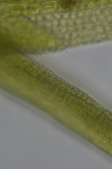 Gymnostomum aeruginosum