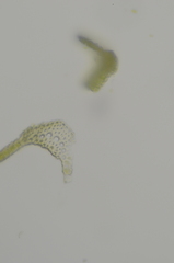 Gymnostomum aeruginosum