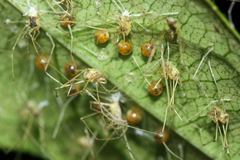 Ventrivomer ancyrophorus