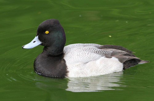 Porrón bola (Aythya affinis)