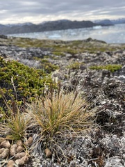 Festuca vivipara