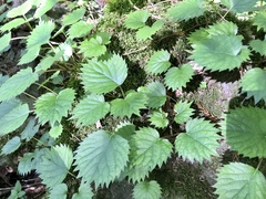 Hydrangea hydrangeoides