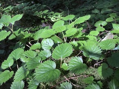 Hydrangea hydrangeoides