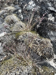 Agrostis mertensii